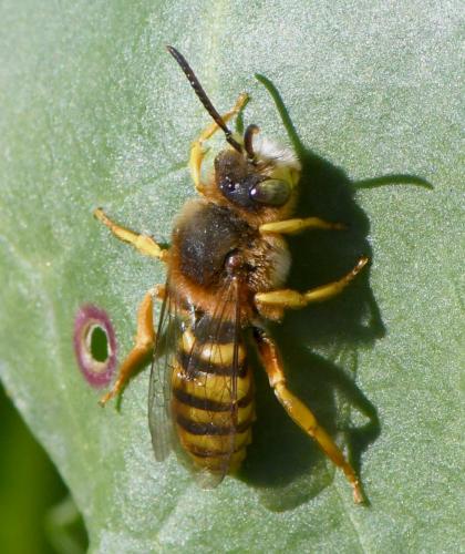 Réf. 247 673 : Nomada agrestis